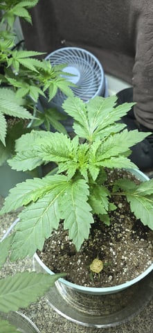 First GROE