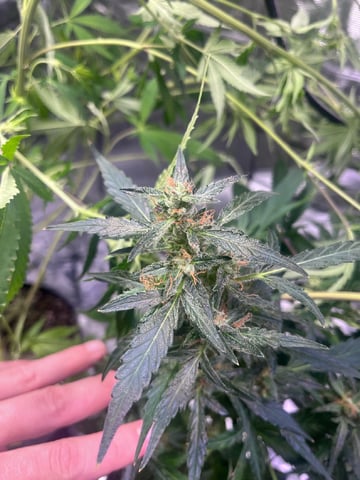 strawberry cough — flower, day 11