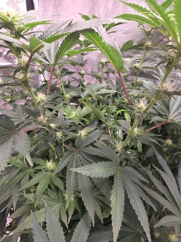 first grow — flower, day 74