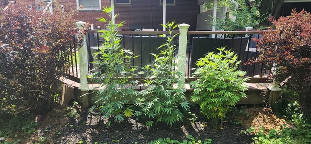 1st grow Dr. Nefario — flower, day 95