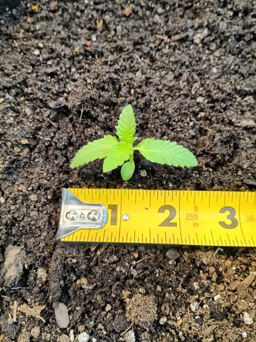 OG KUSH — germination, day 10