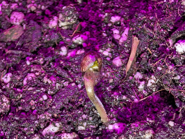 Auto Night Queen  — seedling_rooting, day 3