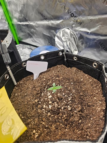 first grow — seedling_rooting, day 6