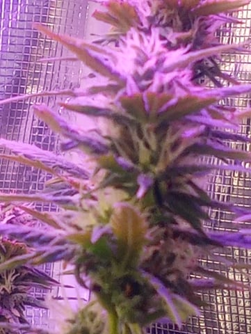  auto mixed pack indoor attempt #1 — flower, day 67