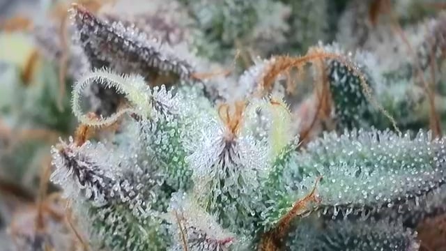 First Grow — flower, day 122