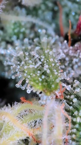 Starfighter/Ohio Guptilla Hybrid — flower, day 22