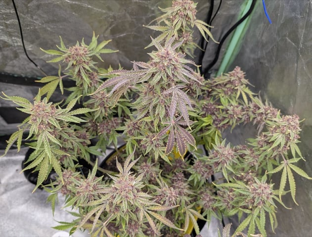 Mixed Grow — flower, day 118