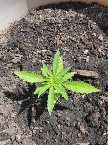 Vegetative  — vegetative, day 27