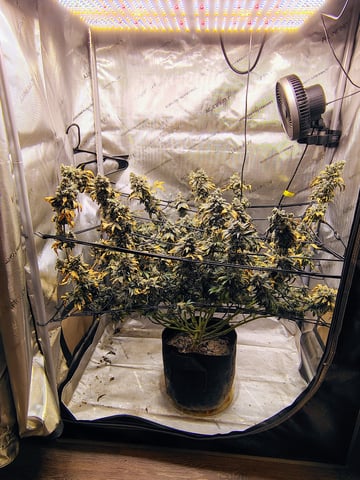 Athena Run  — flower, day 108