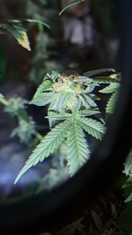 b1. — flower, day 125