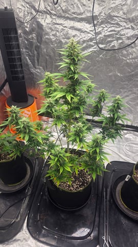Beginner - My first grow has been an incredible experience so far! — flower, day 73
