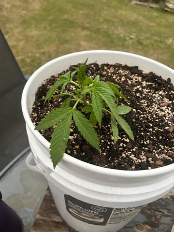 First ever grow — vegetative, day 37