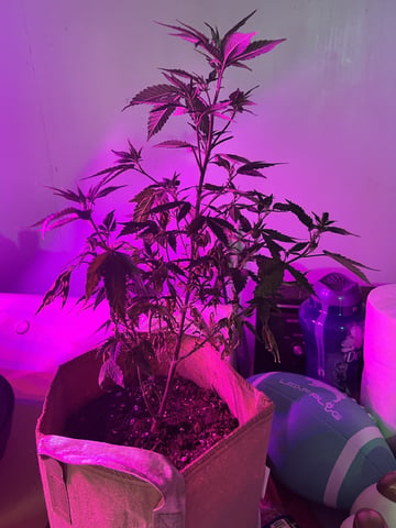 White Widow Auto — flower, day 92