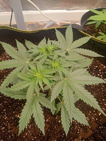 4 Different Kinds Of Autos  — flower, day 35