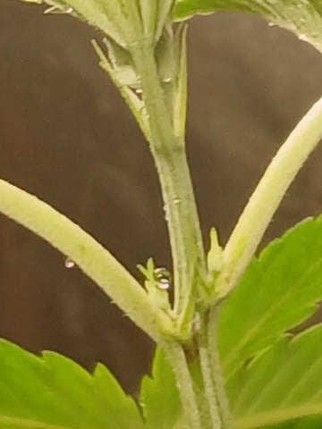 triangle kush  — vegetative, day 4