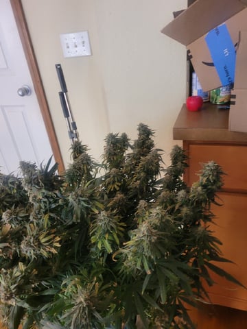 6th Grow — flower, day 87