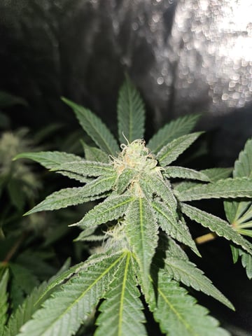 gary poppins — flower, day 103