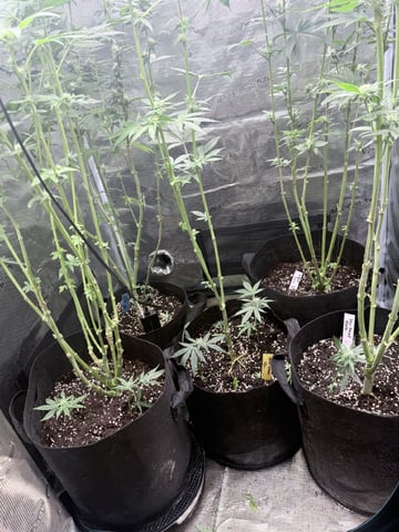 First Time Grower Long Time Blazer — flower, day 33