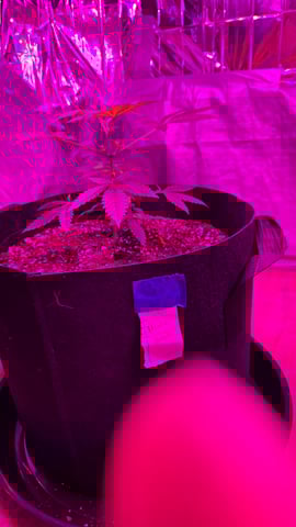 B2 — vegetative, day 35