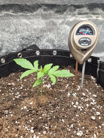 I'll get it right — vegetative, day 19