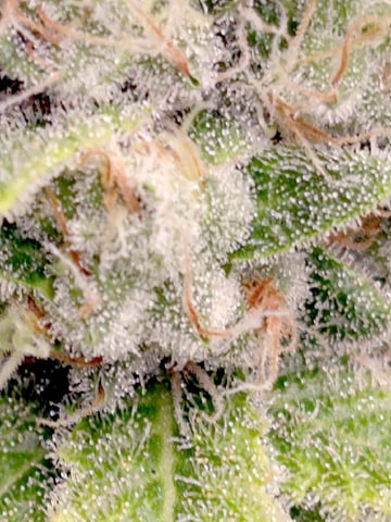 Dirty Bird - Thousand Island Fem & Platinum Kush Breath Remix x Grape Cakehead Fem Photo  — harvest, day 121