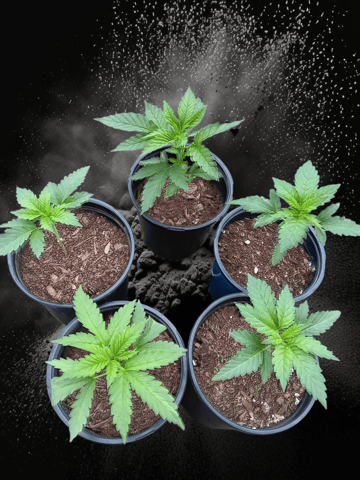 2025 — vegetative, day 1