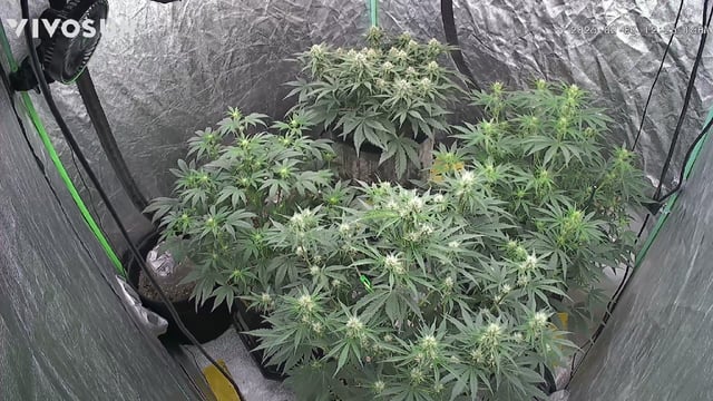 Perpetual Autoflower Mixed Grow #3 — vegetative, day 43