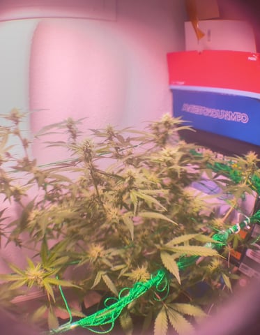 pineapple Express  — flower, day 12