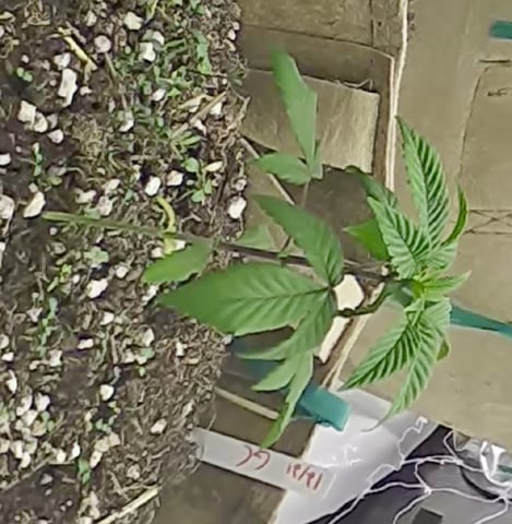 new tent — germination, day 33