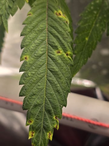 Platnium Jelly — flower, day 73