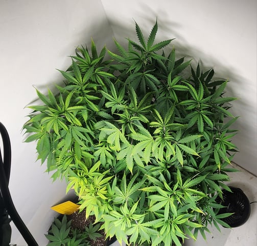 1st grow Dr. Nefario — vegetative, day 74