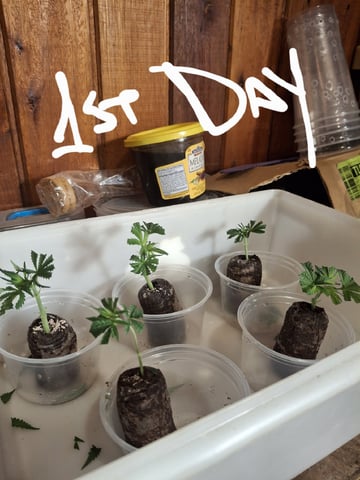 1st Grow - ROYAL MOBY (indoor)(photop.) — vegetative, day 91