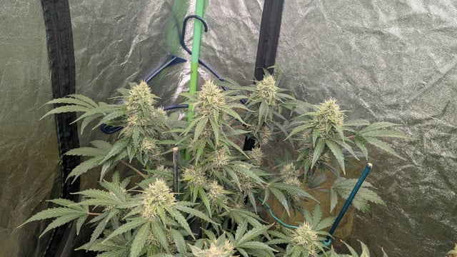 Mixed Grow — flower, day 101