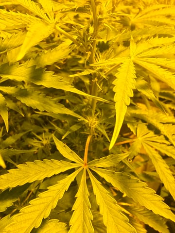 2nd Autoflower Indoor Grow — flower, day 55