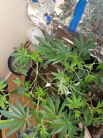 Poor Ivory — vegetative, day 79