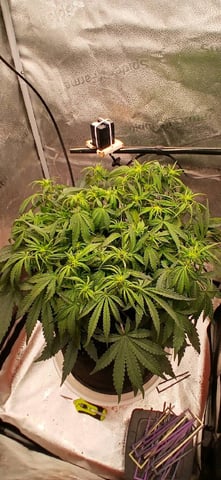 newest ggs setup grow — flower, day 40