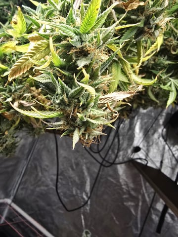 Platnium Jelly — harvest, day 120