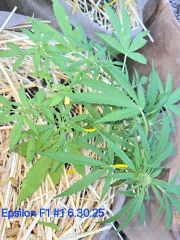 Outdoor Auto's (First Set) — flower, day 21