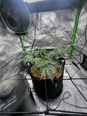 Pine (Auto) 2025 - 0 — flower, day 38