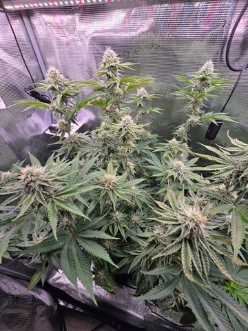 Northern lights #10 (Alaska) — flower, day 66