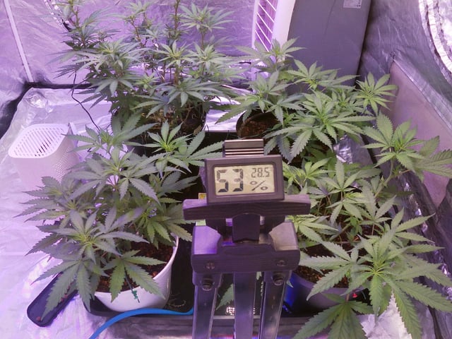 Amnesia Haze Run — flower, day 36