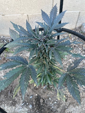 Phx_Freedom — flower, day 68