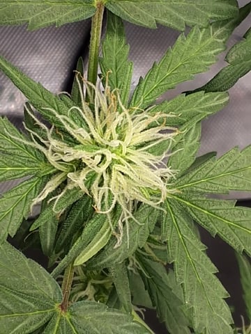 BABY SISTER — flower, day 59
