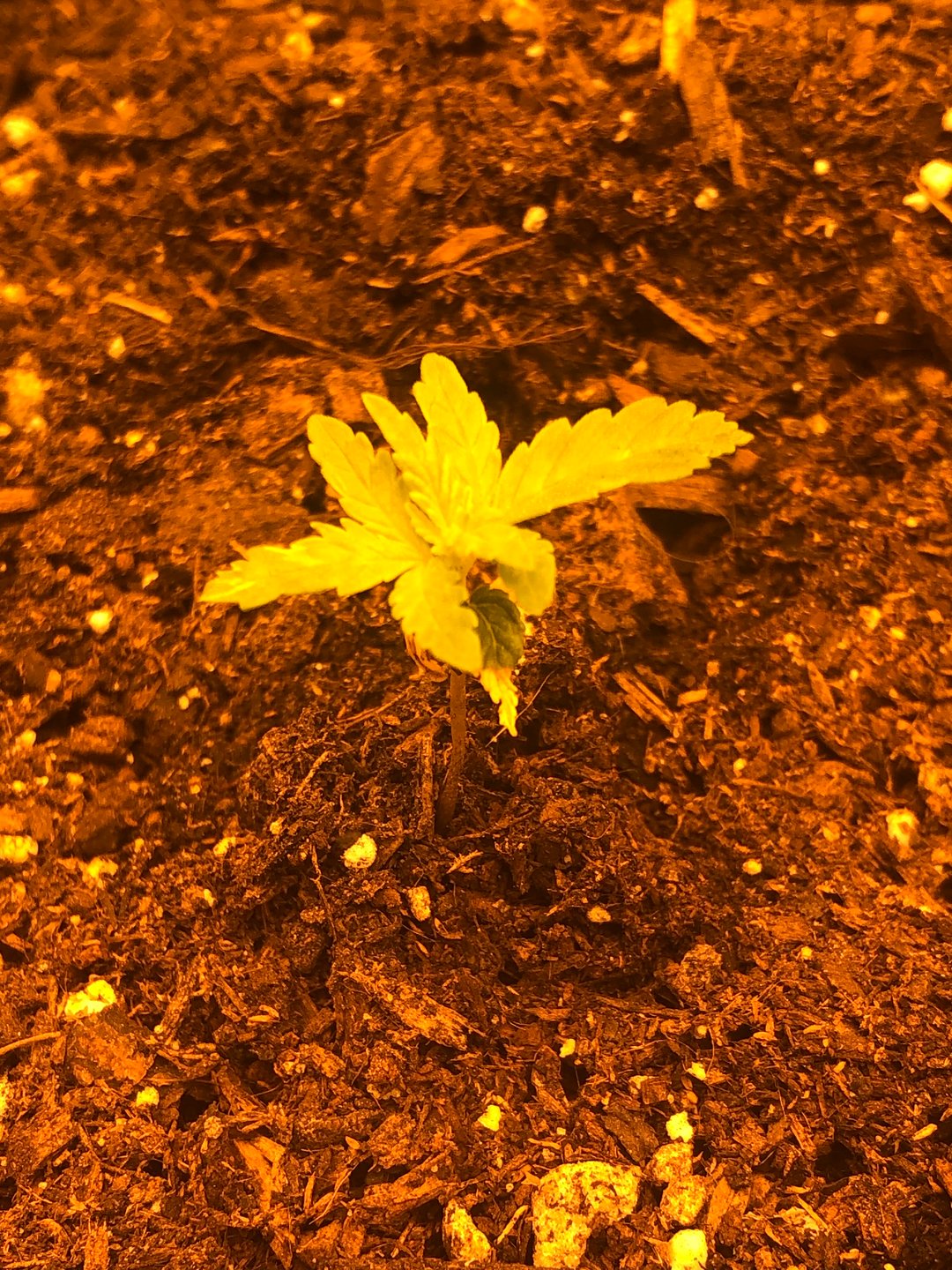 The little plant that could!