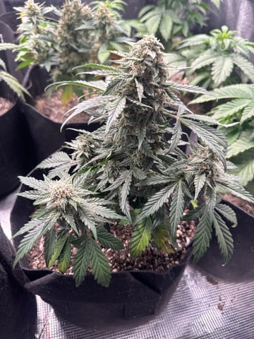 SSH and BD — flower, day 62