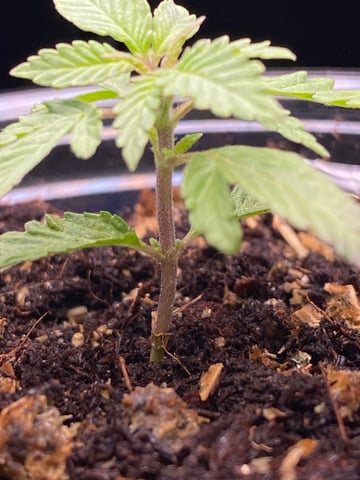 My First Grow — vegetative, day 33