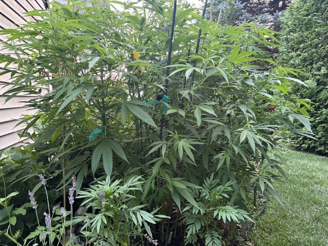 Grimm Glue 