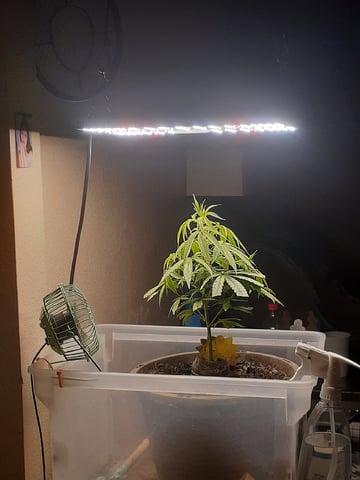 Sub Zero#12 Photoperiod Grow — vegetative, day 105