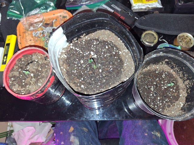 Banana  — seedling_rooting, day 8