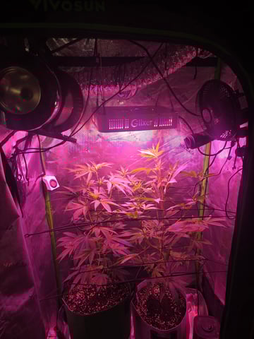 FIRST GROW — flower, day 38